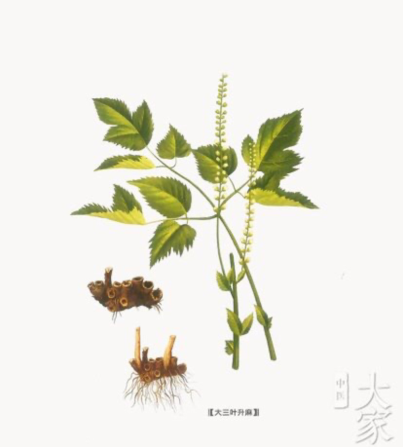 升麻北升麻升麻片龙眼根周麻窟窿牙根批
