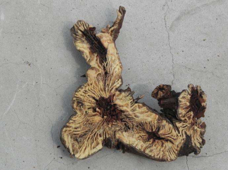 升麻北升麻升麻片龙眼根周麻窟窿牙根批
