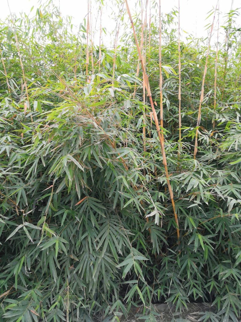 琴丝竹