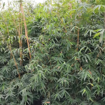 琴丝竹