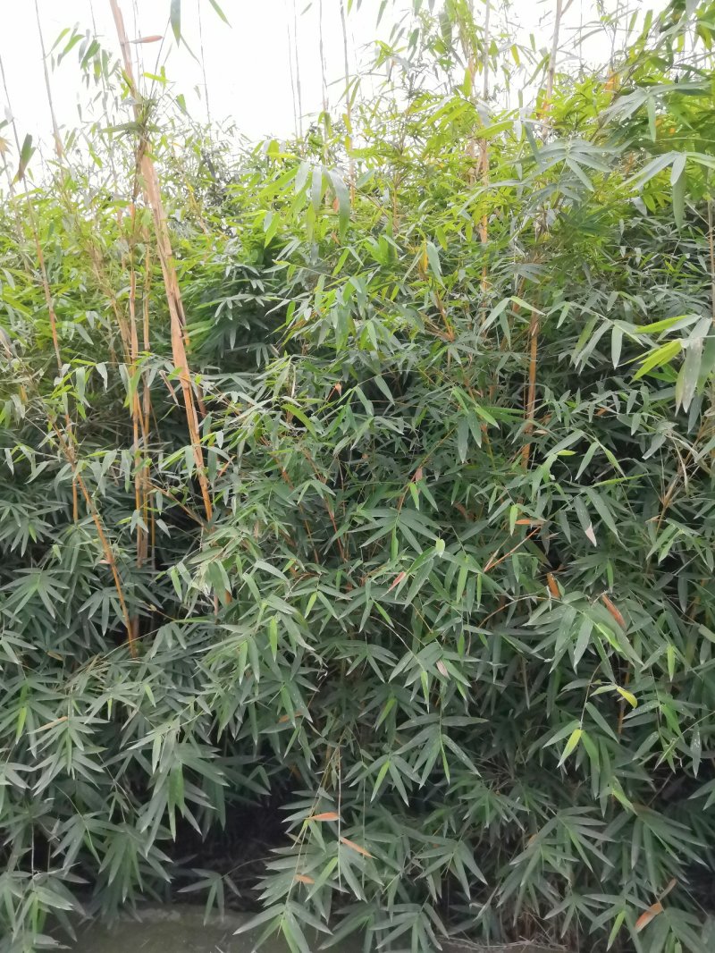 琴丝竹
