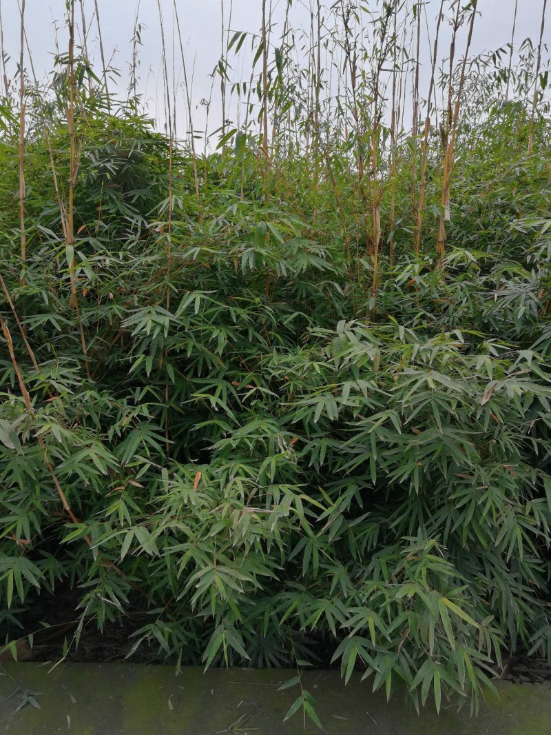 琴丝竹