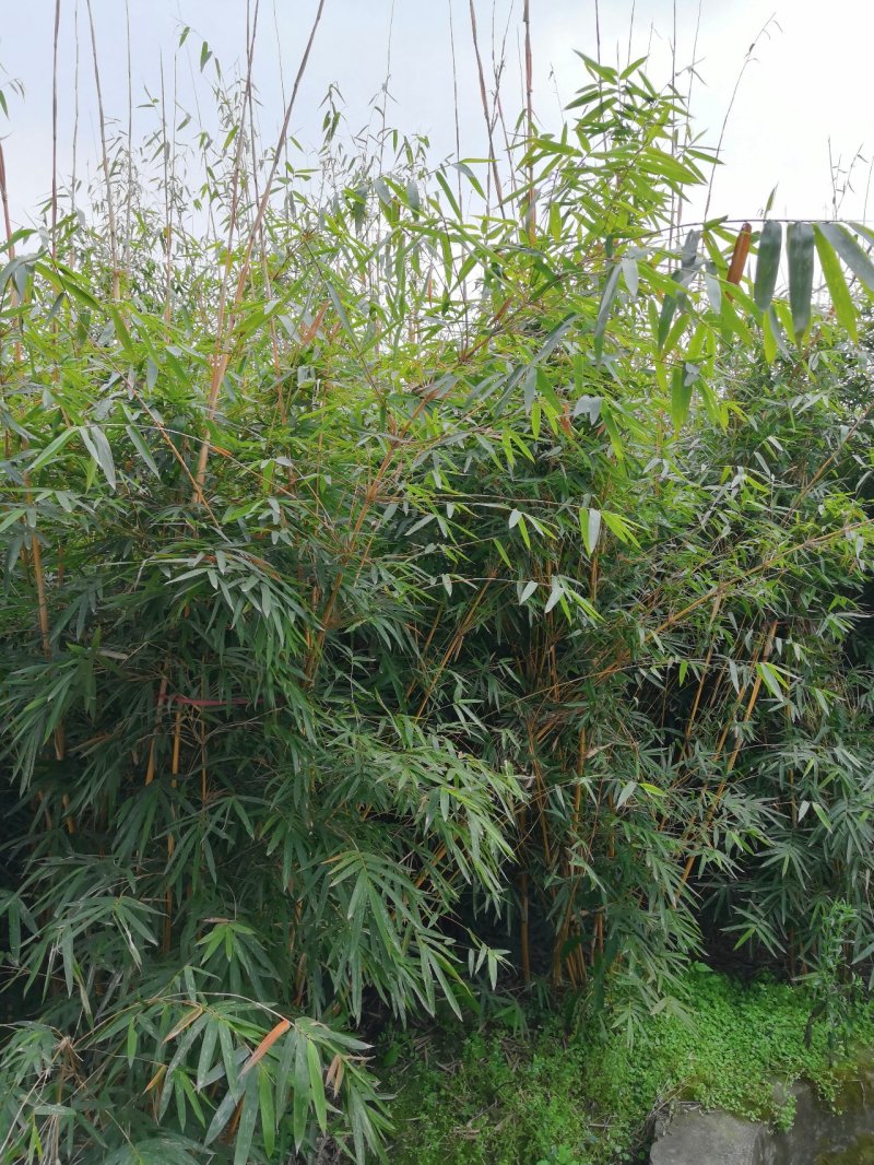 琴丝竹