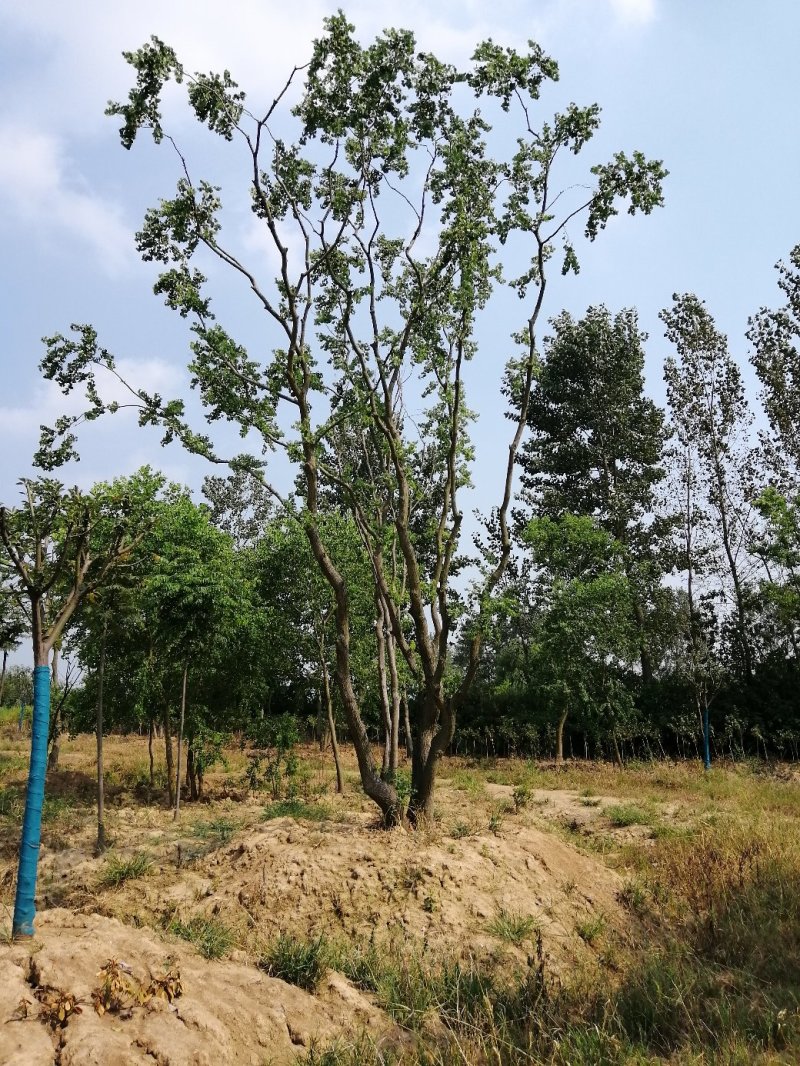 2000亩，金桂四季桂八月桂产地合肥肥西县规格齐全大量供