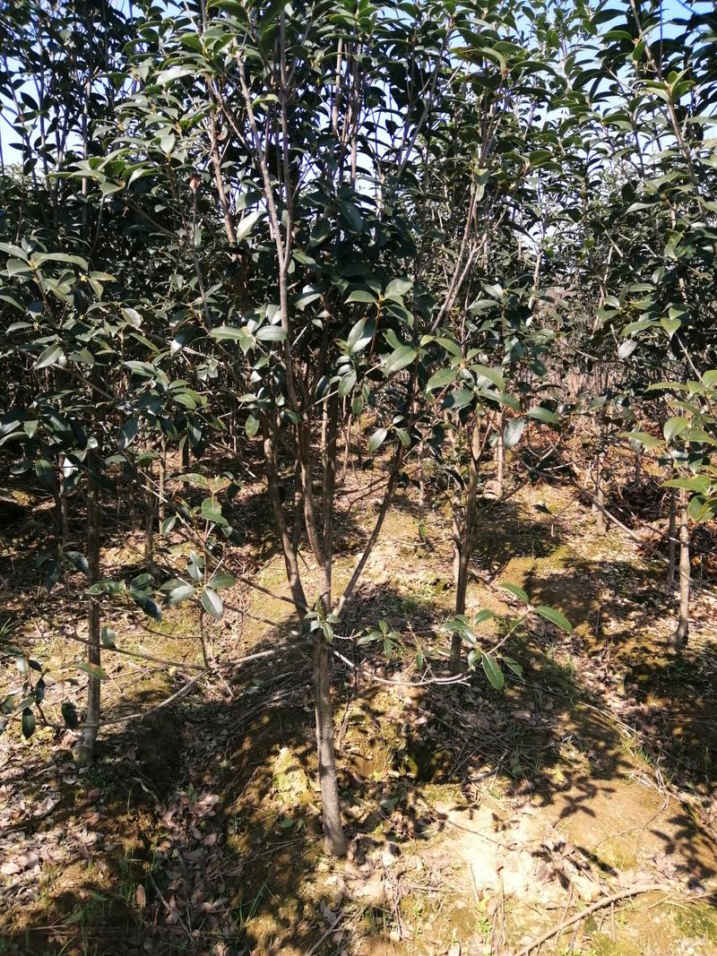 2000亩，金桂四季桂八月桂产地合肥肥西县规格齐全大量供
