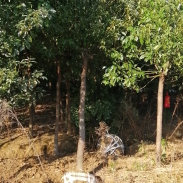本公司长年供应大小规格的香樟产地庐江1000亩基地大量供