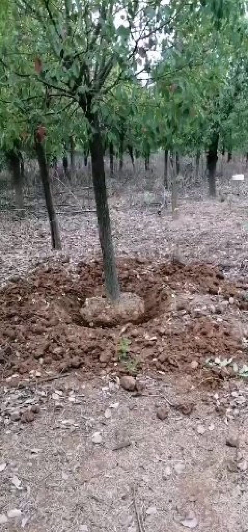 本公司长年供应大小规格的香樟产地庐江1000亩基地大量供