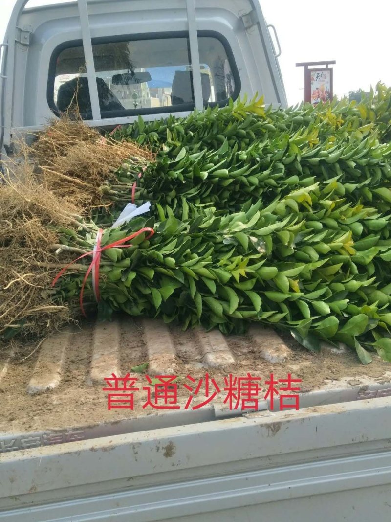 晚熟沙糖桔苗、广西沙糖桔苗品种保证假一赔十