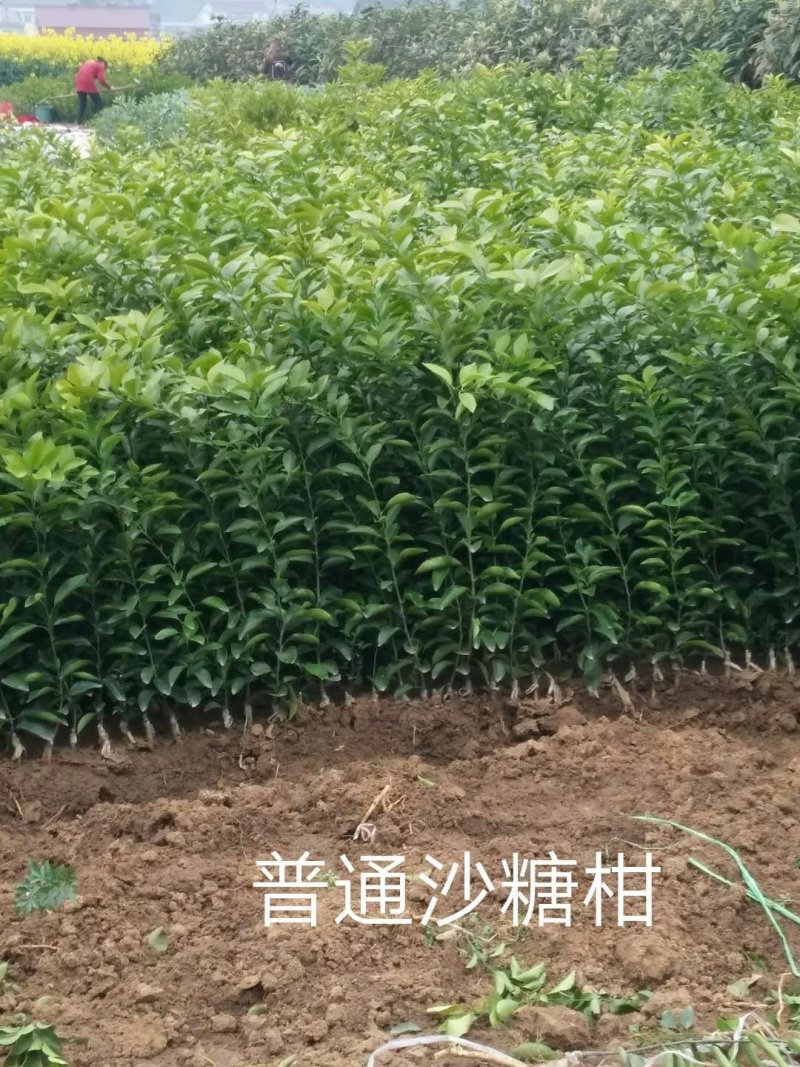晚熟沙糖桔苗、广西沙糖桔苗品种保证假一赔十