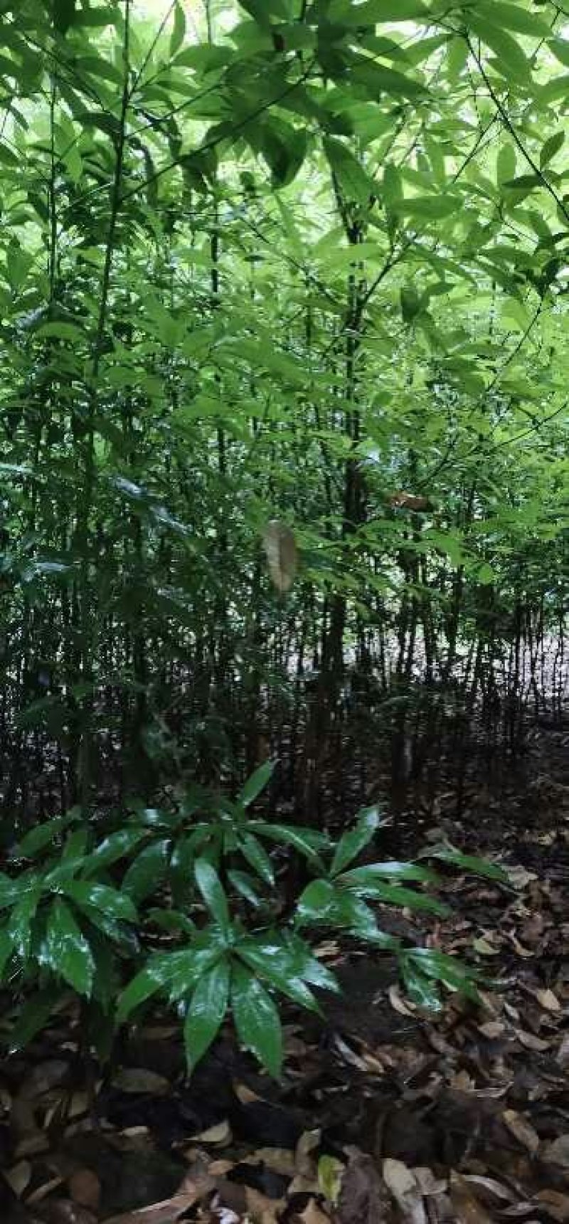 楠木