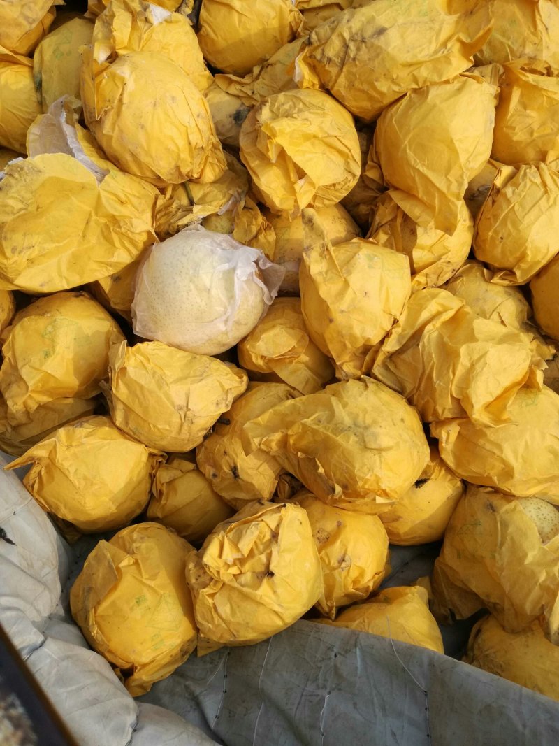 新高梨二三级网套货韩国品种甜度高果形好