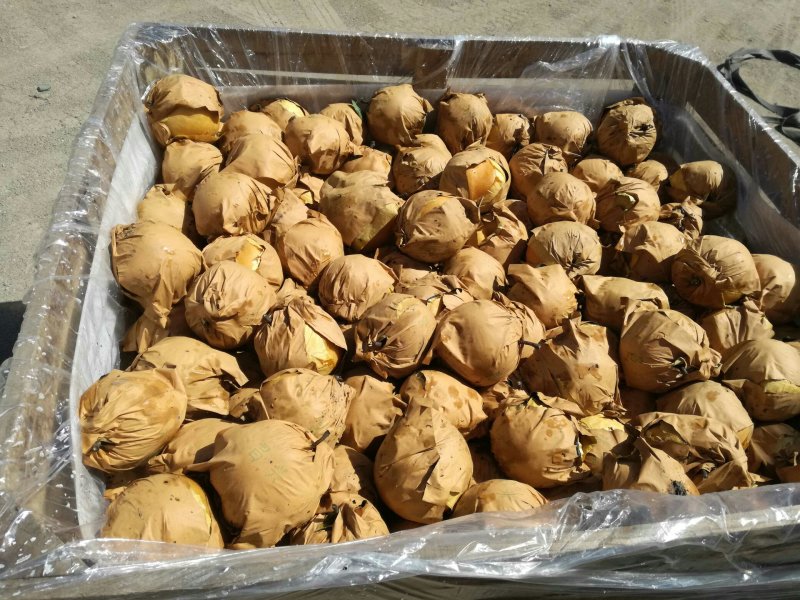 新高梨二三级网套货韩国品种甜度高果形好