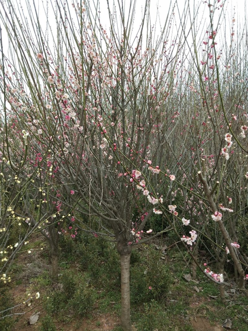 愉叶梅丛生的单珠的嫁接梅花颜色各异开花鲜艳