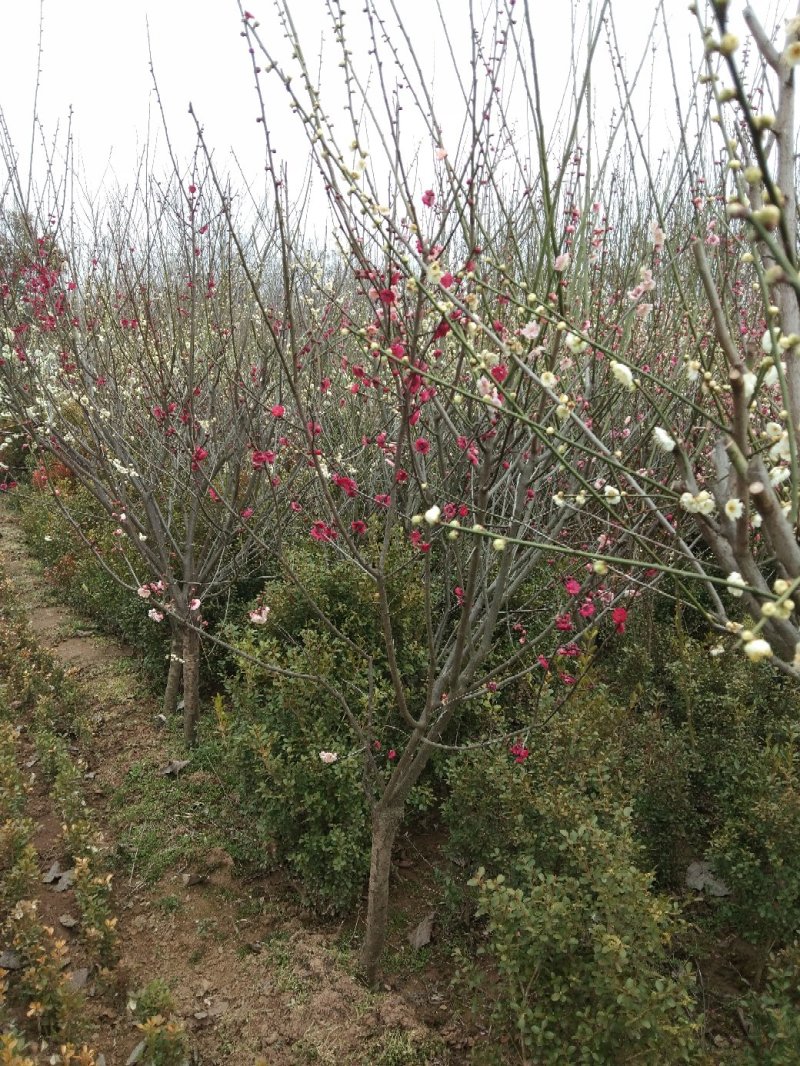 愉叶梅丛生的单珠的嫁接梅花颜色各异开花鲜艳
