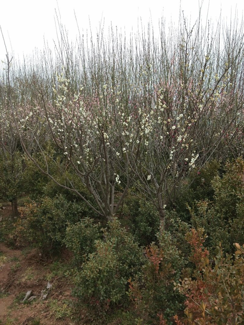 愉叶梅丛生的单珠的嫁接梅花颜色各异开花鲜艳