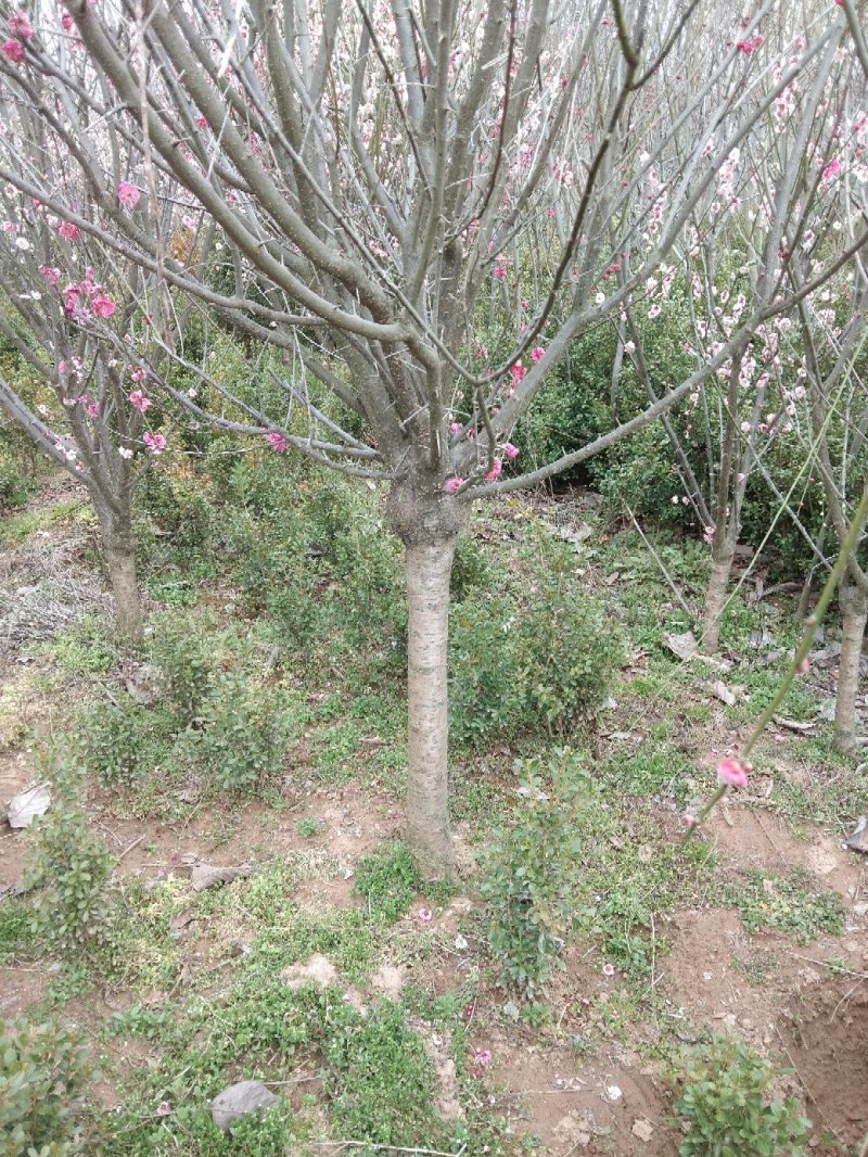 愉叶梅丛生的单珠的嫁接梅花颜色各异开花鲜艳