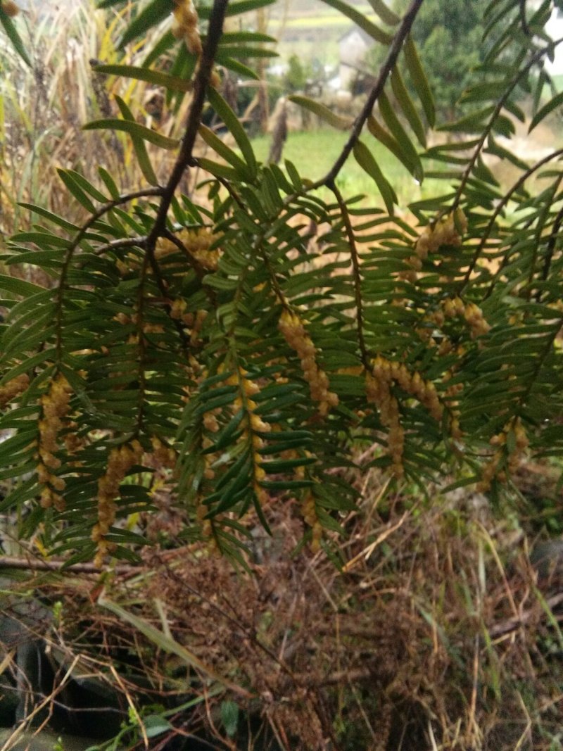 红豆杉