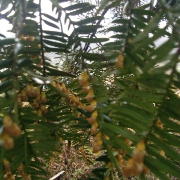 红豆杉