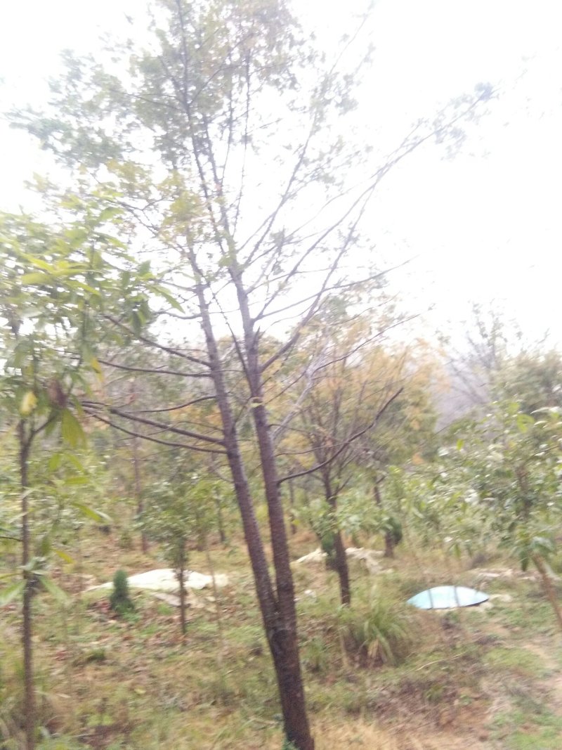 红豆杉