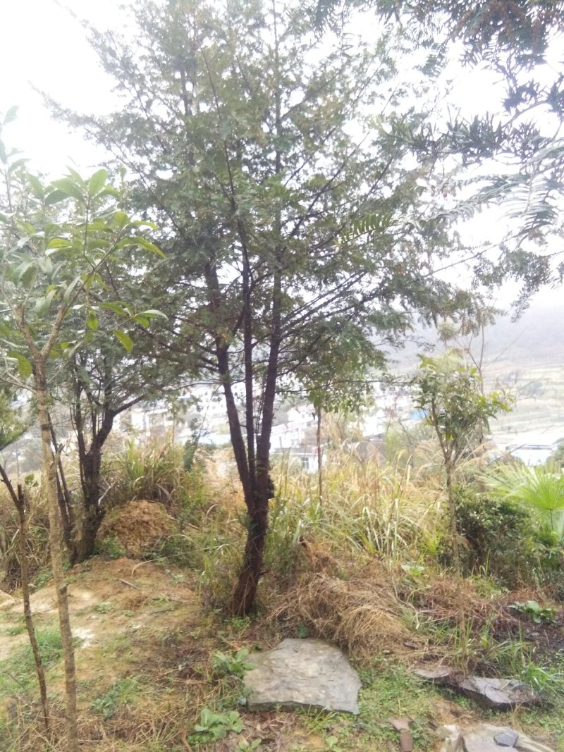 红豆杉