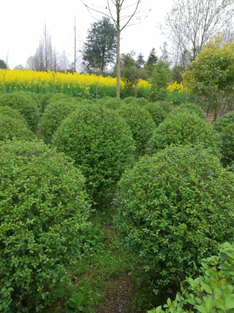 小叶女贞球冠幅50公分以上