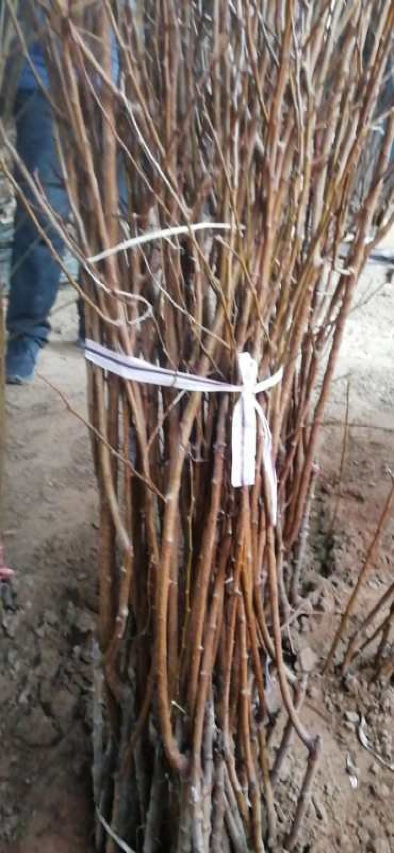 大量供应各种果树苗馆陶县众康果品站大量供应