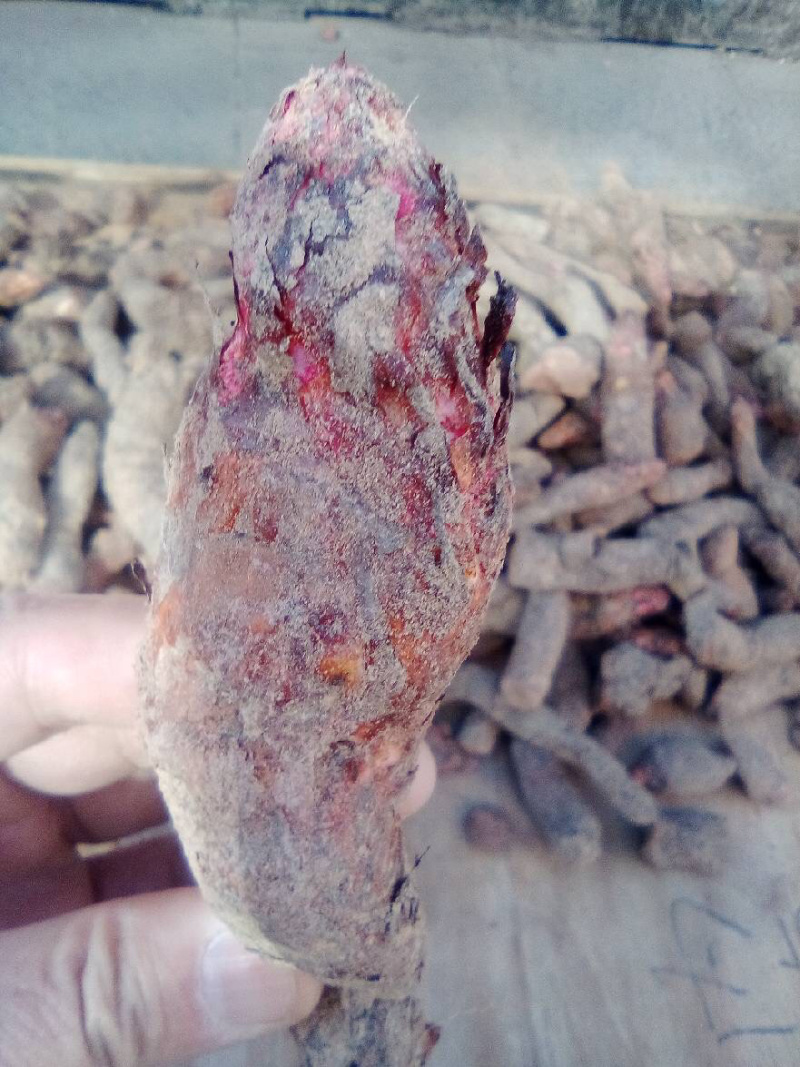 肉苁蓉整根肉苁蓉片干农家初选农副产品123