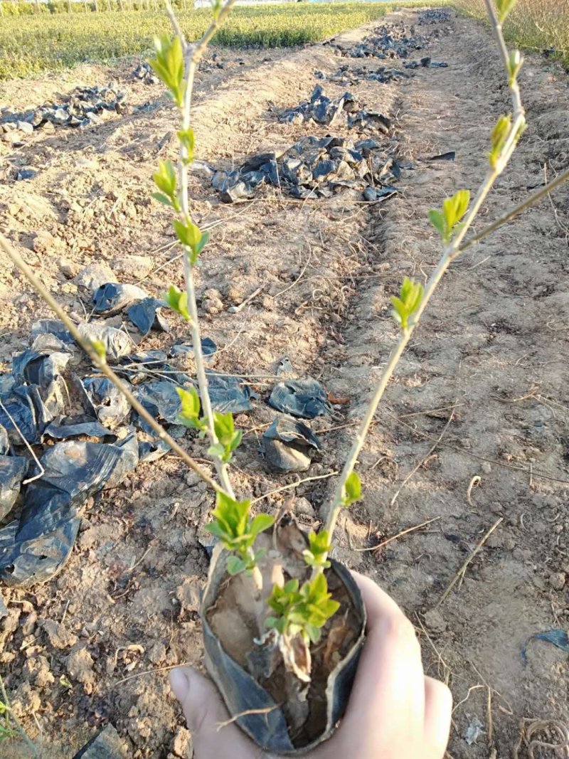 连翘杯苗基地直销量大从优