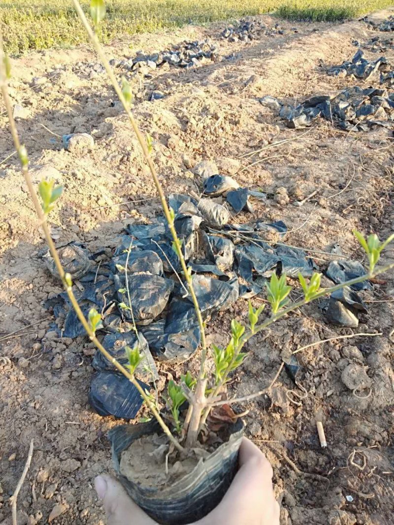 连翘杯苗基地直销量大从优