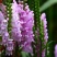 假龙头种子多少雁塔区美美花卉。