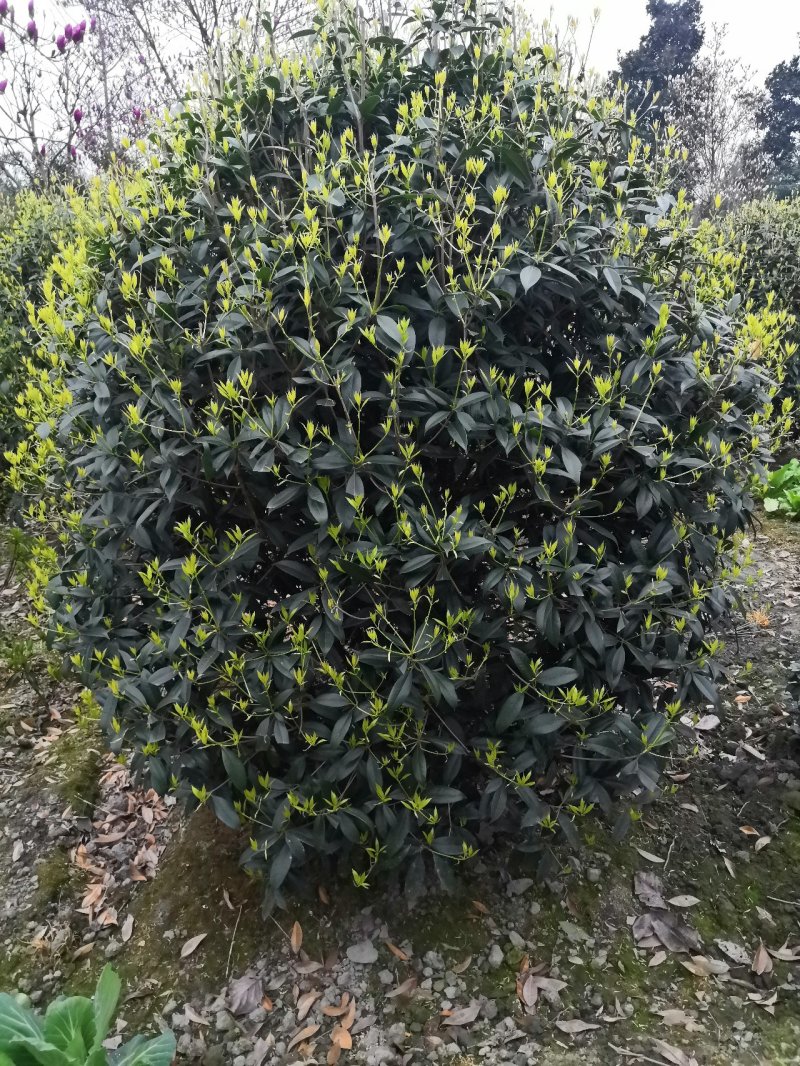 八月桂花高杆1.5米分枝2—20公分