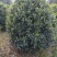 八月桂花高杆1.5米分枝2—20公分