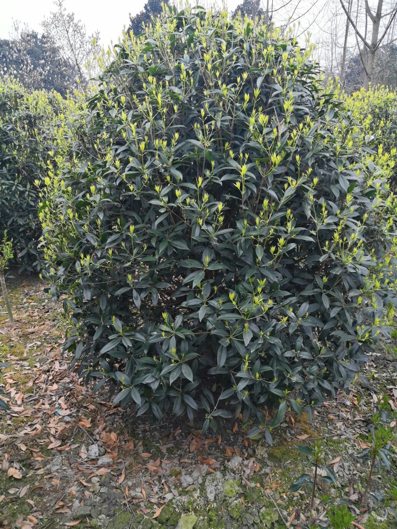 八月桂花高杆1.5米分枝2—20公分