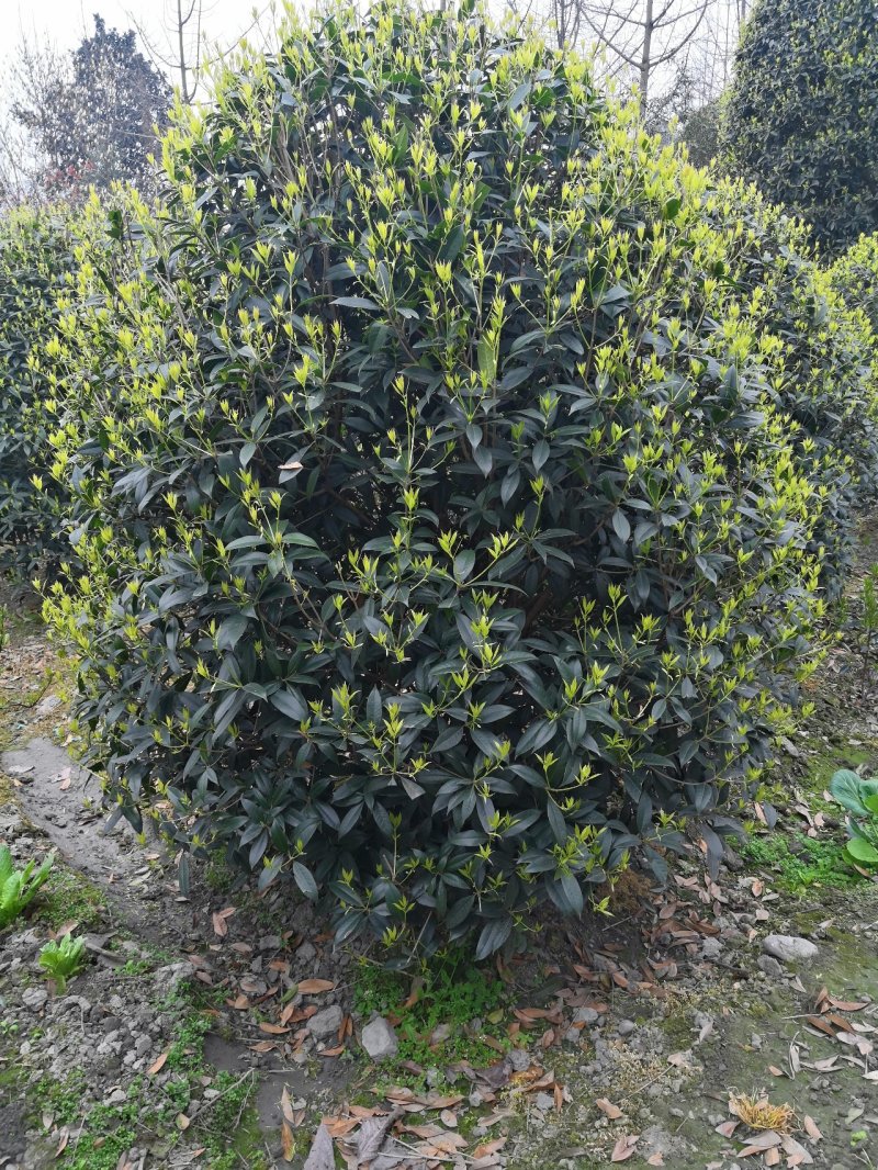 八月桂花高杆1.5米分枝2—20公分