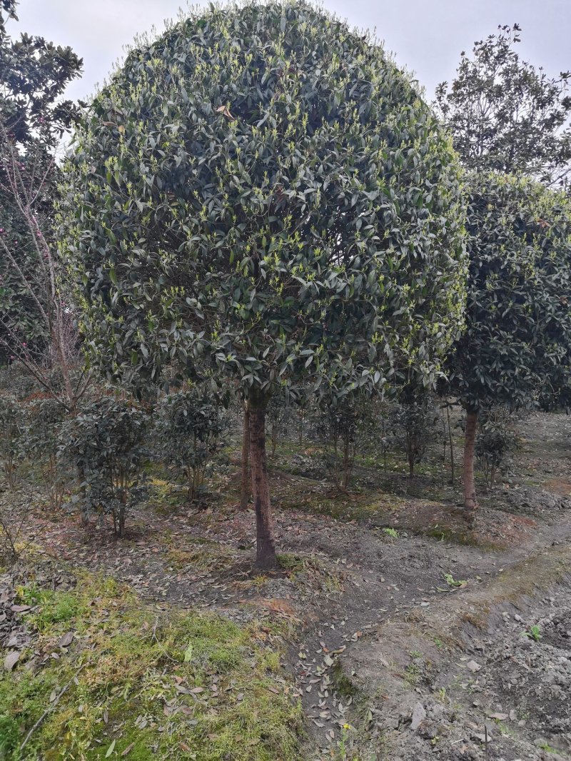 八月桂花高杆1.5米分枝2—20公分