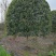 八月桂花高杆1.5米分枝2—20公分