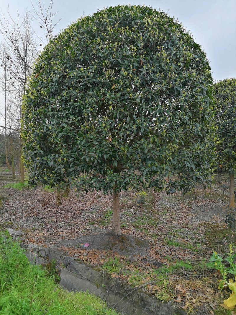 八月桂花高杆1.5米分枝2—20公分