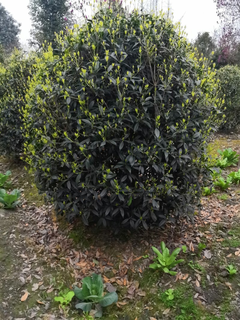 八月桂花高杆1.5米分枝2—20公分