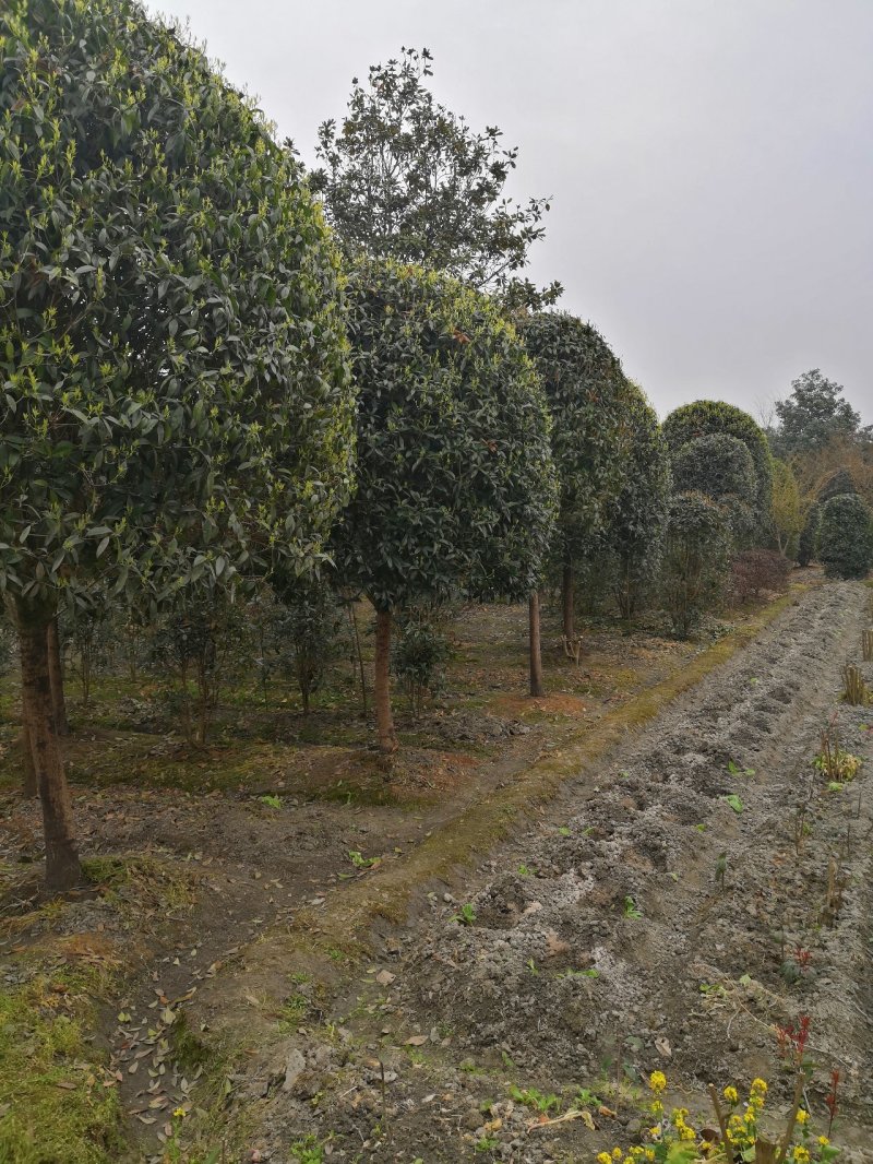 八月桂花高杆1.5米分枝2—20公分