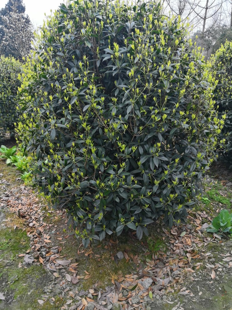八月桂花高杆1.5米分枝2—20公分