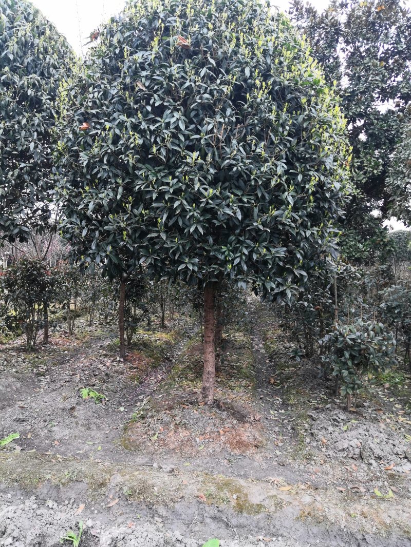 八月桂花高杆1.5米分枝2—20公分