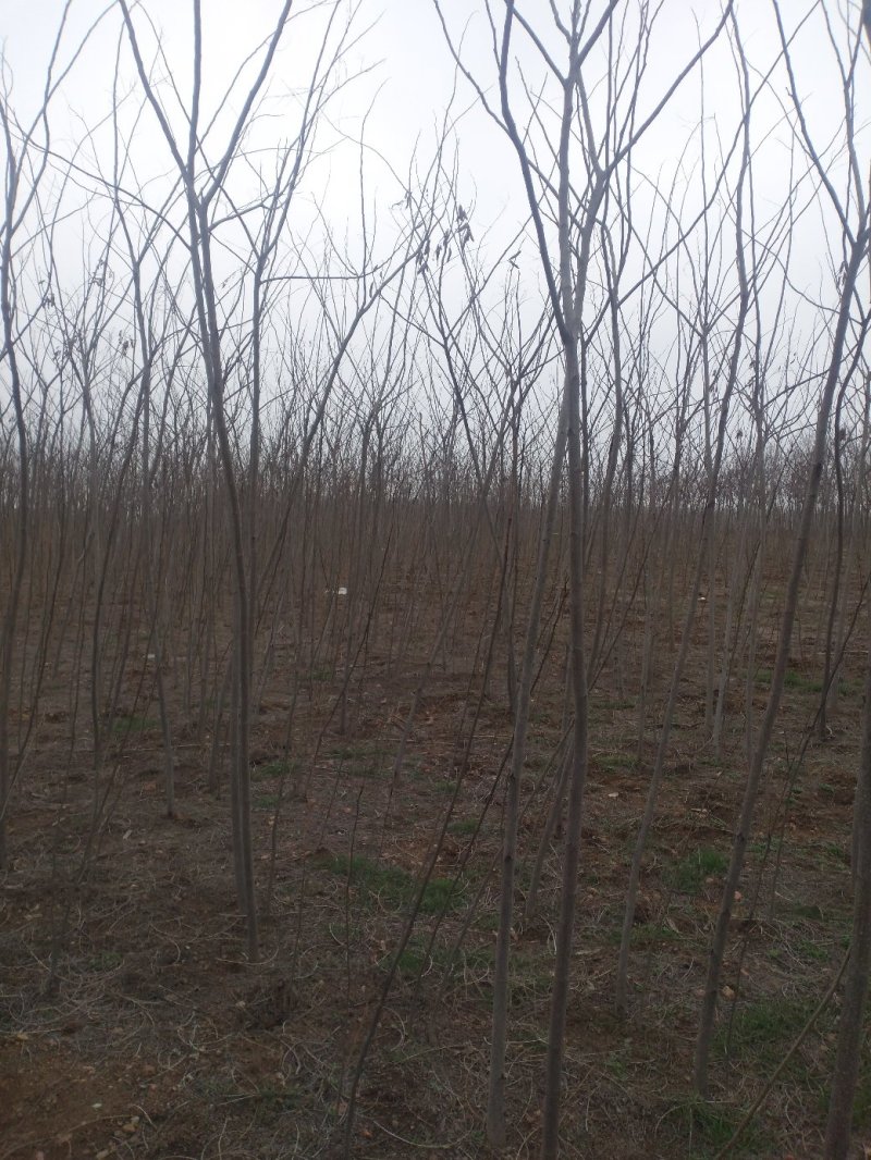 合欢苗芙蓉树苗江苏产地直销绿化乔木行道树合欢小苗