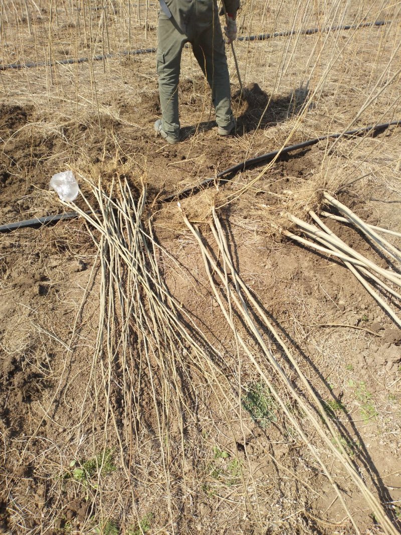 合欢苗芙蓉树苗江苏产地直销绿化乔木行道树合欢小苗