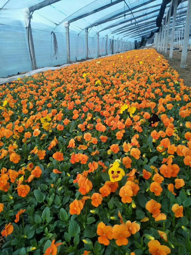 角堇花色全基地直销量大从优保质保量