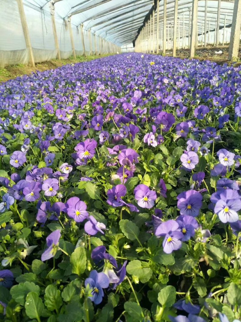 角堇花色全基地直销量大从优保质保量