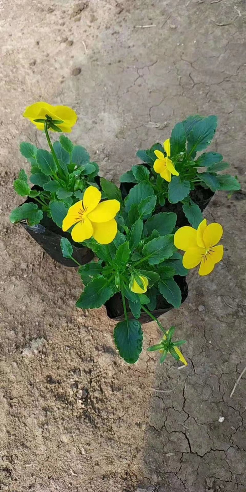 角堇花色全基地直销量大从优保质保量