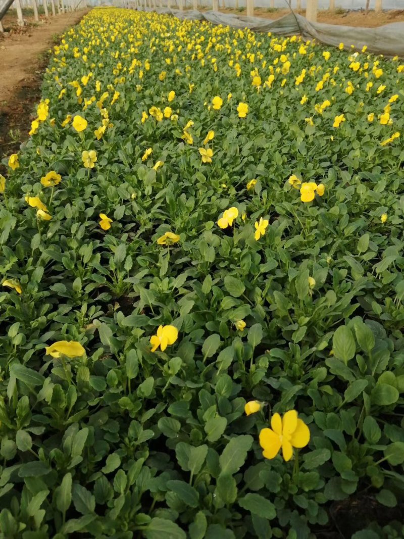角堇花色全基地直销量大从优保质保量