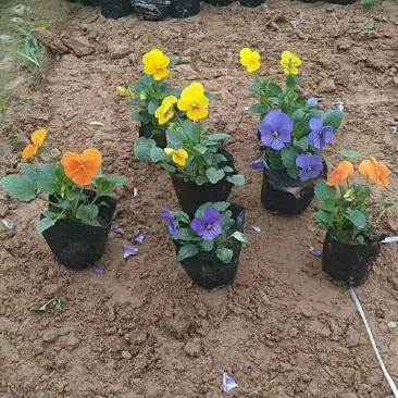 角堇花色全基地直销量大从优保质保量