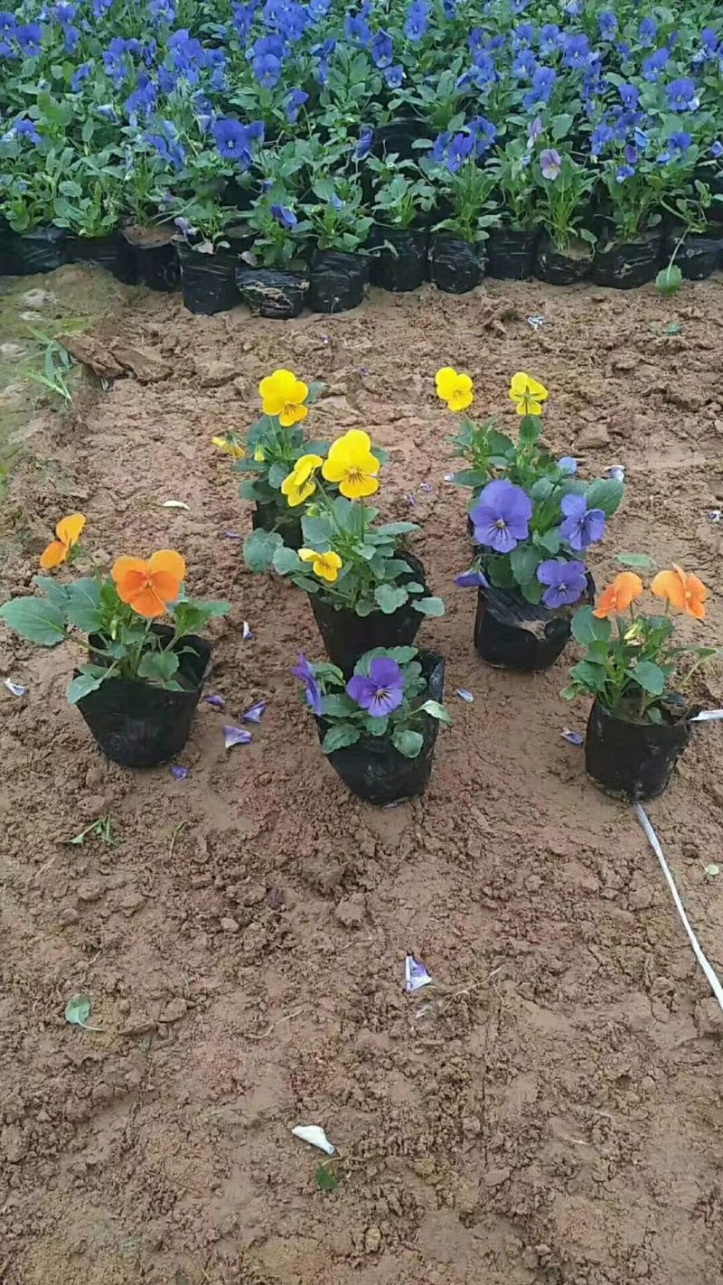 角堇花色全基地直销量大从优保质保量