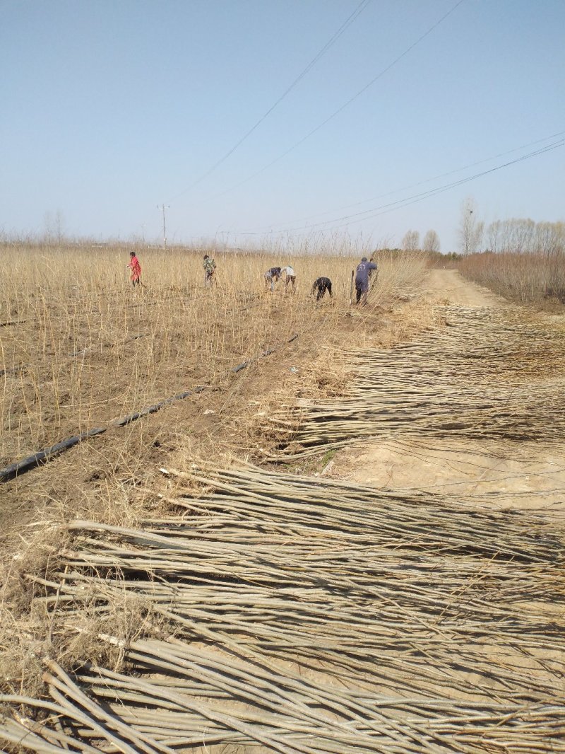 合欢苗芙蓉树苗江苏产地直销绿化乔木行道树合欢小苗